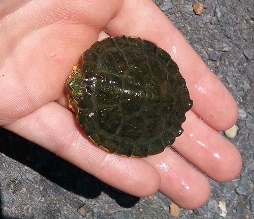 small turtle