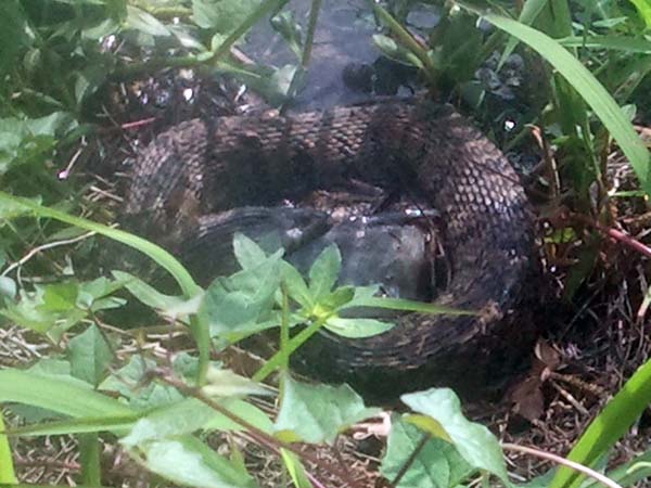 snake