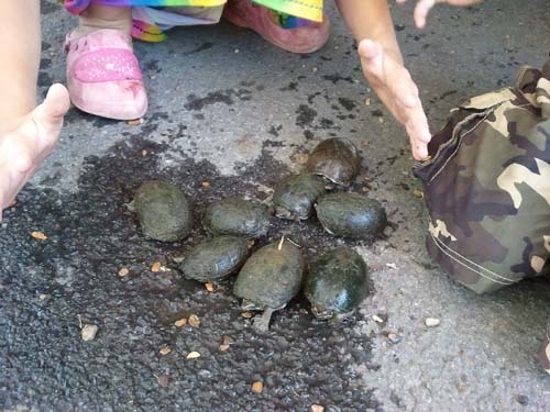 turtles
